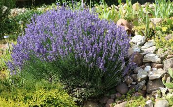 Как вырастить идеальную лаванду — учимся на чужих ошибках.