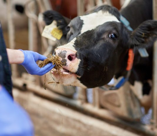 Корова плохо ест: капризы животного или тревожный сигнал о здоровье.