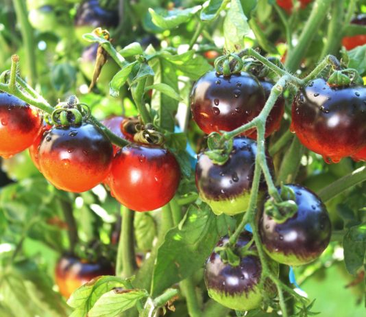 Красивые сорта овощей для уникальных блюд - ООО «ЕВРО СЕМЕНА» Красивые сорта овощей для уникальных блюд.