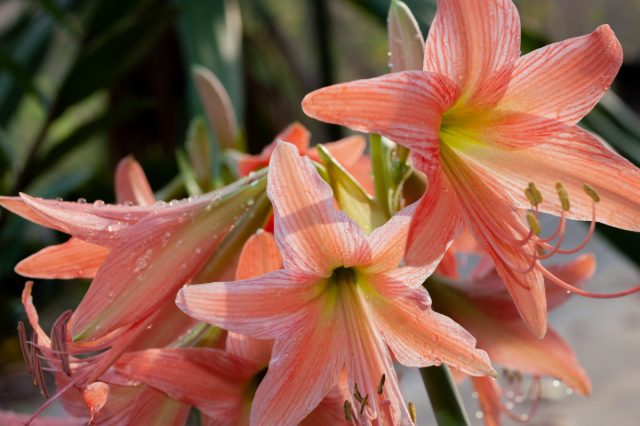 Амариллисы (Amaryllis) — популярные комнатные растения на зимние праздники. Они распускают яркие цветки красного, белого, розового и оранжевого цвета. Амариллисы (Amaryllis) — популярные комнатные растения на зимние праздники. Они распускают яркие цветки красного, белого, розового и оранжевого цвета.