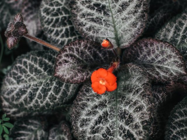 Эписции (Episcia cupreata) — это красочные травянистые многолетники родом из Центральной и Южной Америки, которые легко выращивать в помещении зимой. Эписции (Episcia cupreata) — это красочные травянистые многолетники родом из Центральной и Южной Америки, которые легко выращивать в помещении зимой.