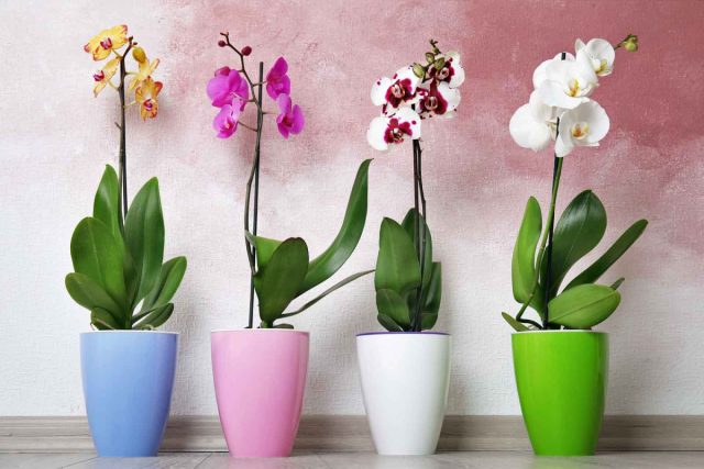 Орхидея-фаленопсис (Phalaenopsis) — одна из лучших орхидей, которые можно выращивать в помещении зимой. Орхидея-фаленопсис (Phalaenopsis) — одна из лучших орхидей, которые можно выращивать в помещении зимой.