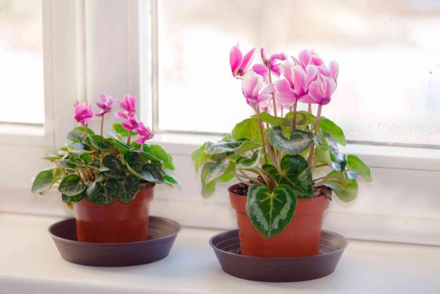 Персидские цикламены (Cyclamen persicum) украсят ваш зимний интерьер фиолетовыми, розовыми, белыми и красными цветками. Персидские цикламены (Cyclamen persicum) украсят ваш зимний интерьер фиолетовыми, розовыми, белыми и красными цветками.