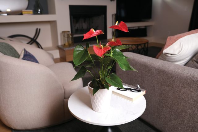 Антуриумы (Anthurium) — яркие комнатные растения с красочными покрывалами и желтыми соцветиями-початками. Антуриумы (Anthurium) — яркие комнатные растения с красочными покрывалами и желтыми соцветиями-початками.