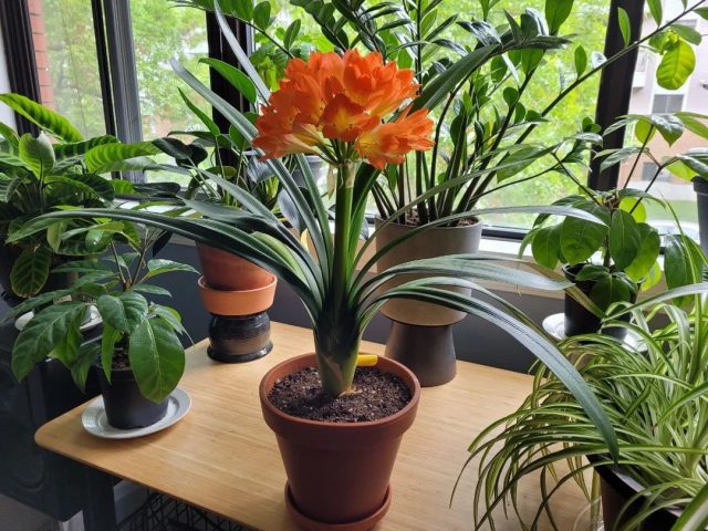Кливии (Clivia) - не самые популярные комнатные растения, но они дарят нам восхитительные оранжевые цветки зимой. Кливии (Clivia) - не самые популярные комнатные растения, но они дарят нам восхитительные оранжевые цветки зимой.