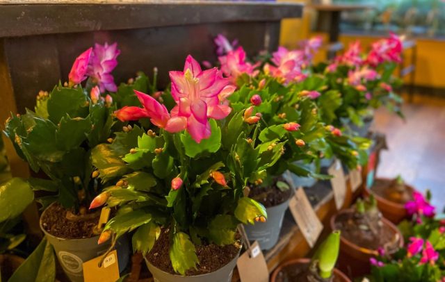 Шлюмбергеры, или, как их часто называют, декабристы (Schlumbergera) — одни из самых привлекательных растений для выращивания в помещении зимой. Шлюмбергеры, или, как их часто называют, декабристы (Schlumbergera) — одни из самых привлекательных растений для выращивания в помещении зимой.