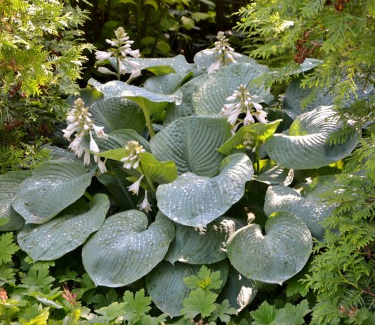 Настоящие гиганты: лучшие крупнолистные растения для сада - Цветы многолетние Настоящие гиганты: лучшие крупнолистные растения для сада.