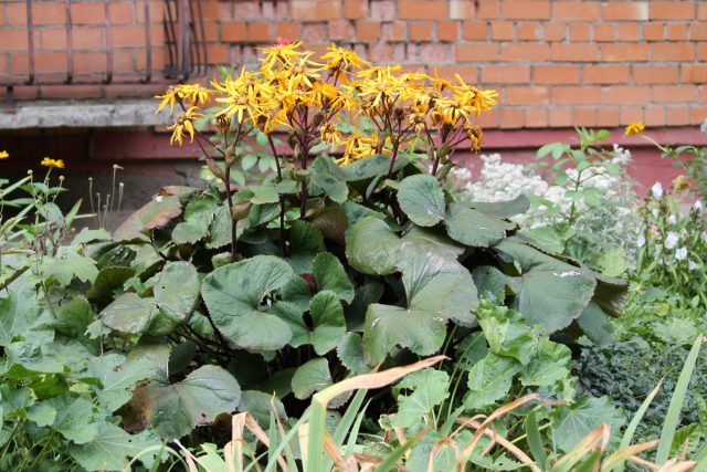 Самый распространённый - бузульник зубчатый (Ligularia dentata). Листья цельные, почковидные с зубчиками по краям. Самый распространённый - бузульник зубчатый (Ligularia dentata). Листья цельные, почковидные с зубчиками по краям.