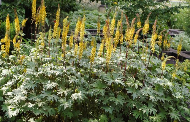 Бузульник Пржевальского (Ligularia przewalskii) отличается не только ажурно изрезанной листвой на красно-коричневых черешках, но и полутораметровыми свечевидными цветоносами с солнечно-жёлтыми соцветиями. Бузульник Пржевальского (Ligularia przewalskii) отличается не только ажурно изрезанной листвой на красно-коричневых черешках, но и полутораметровыми свечевидными цветоносами с солнечно-жёлтыми соцветиями.