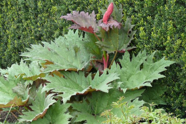 А можно поселить у себя монументальный ревень пальчатый (Rheum palmatum) с метровыми лопастными листьями и трёхметровым цветоносом. А можно поселить у себя монументальный ревень пальчатый (Rheum palmatum) с метровыми лопастными листьями и трёхметровым цветоносом.
