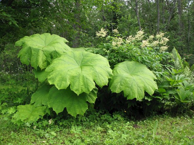 У астильбоидеса пластинчатого (Astilboides tabularis) округлые жёсткие ярко-зелёные фестончатые листья 70-80-сантиметрового диаметра - готовые зонтики. У астильбоидеса пластинчатого (Astilboides tabularis) округлые жёсткие ярко-зелёные фестончатые листья 70-80-сантиметрового диаметра - готовые зонтики.