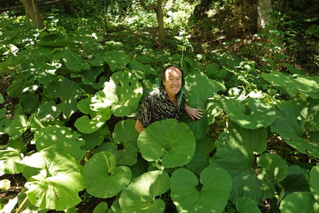 Лидирует по габаритам белокопытник японский (Petasites japonicus), дорастающий до 1,5 м. Лидирует по габаритам белокопытник японский (Petasites japonicus), дорастающий до 1,5 м.