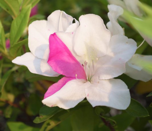 Необычные растения-химеры — что это и почему они так удивляют? - Комнатные растения Необычные растения-химеры — что это и почему они так удивляют?