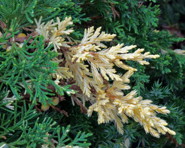 Изысканный можжевельник даурский "Экспанса Вариегата" (Juniperus davurica 'Expansa Variegata') - яркий представитель закреплённого спонтанного химеризма. Изысканный можжевельник даурский "Экспанса Вариегата" (Juniperus davurica 'Expansa Variegata') - яркий представитель закреплённого спонтанного химеризма.