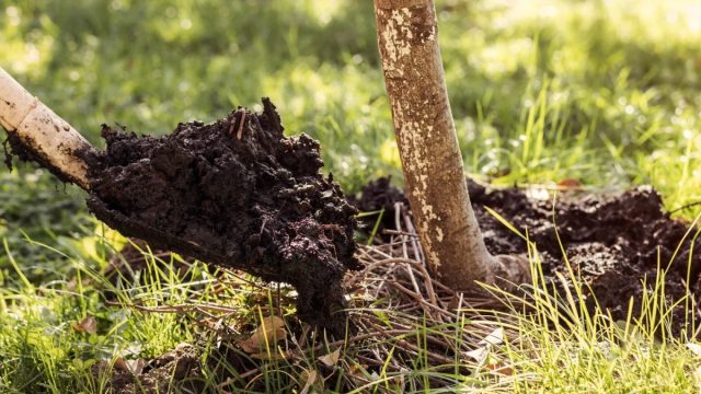 Землю рыхлят на глубину 7-10 см в средней полосе и на 10-12 см в южных областях. Землю рыхлят на глубину 7-10 см в средней полосе и на 10-12 см в южных областях.