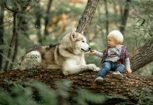 От кого на самом деле произошли собаки? Самые популярные теории.