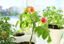 От редиса до подсолнуха: какие овощи можно вырастить в квартире?