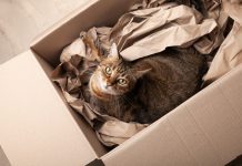 Почему кошки так любят коробки и пакеты?