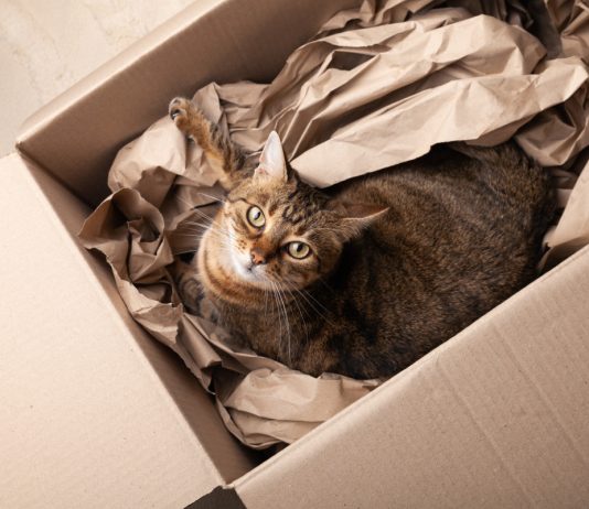 Почему кошки так любят коробки и пакеты? - Животные Почему кошки так любят коробки и пакеты?