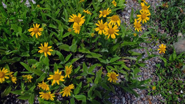 Арника облиственная, или облиственная (Arnica foliosa). Арника облиственная, или облиственная (Arnica foliosa).