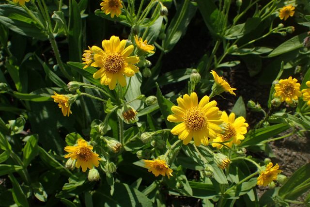 Арника Шамиссо (Arnica chamissonis) названа в честь ботаника, описавшего данный вид первым. Арника Шамиссо (Arnica chamissonis) названа в честь ботаника, описавшего данный вид первым.