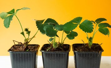 Правила выращивания клубники из семян — проще, чем кажется.