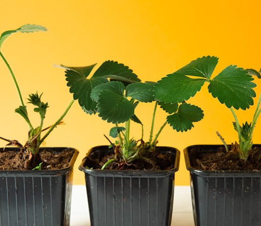 Правила выращивания клубники из семян — проще, чем кажется - Сад и огород Правила выращивания клубники из семян — проще, чем кажется.