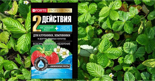 На предварительно перекопанных и проборонённых грядах делают лунки по размеру корневого кома, вносят в каждую по 0,5 г водорастворимого удобрения с аминокислотами Bona Forte для клубники и земляники и переваливают рассаду.