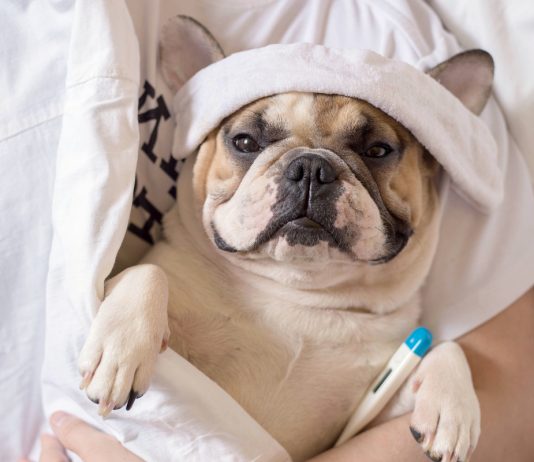 Простуда у собак: симптомы, лечение и профилактика.