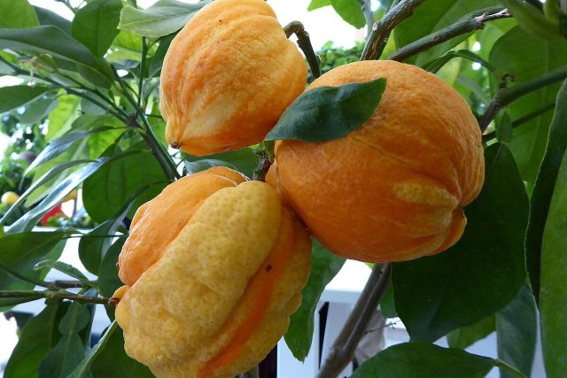 Первой такой задокументированной химерой является померанец Биззария (Citrus aurantium Bizzarria), «не туда свернувшая» прививка флорентийского цитрона на горький апельсин. Первой такой задокументированной химерой является померанец Биззария (Citrus aurantium Bizzarria), «не туда свернувшая» прививка флорентийского цитрона на горький апельсин.