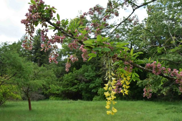 Лабурноцитис "Адами" (Laburnocytisus 'Adamii') тоже результат прививки, в которой что-то пошло не так. Лабурноцитис "Адами" (Laburnocytisus 'Adamii') тоже результат прививки, в которой что-то пошло не так.