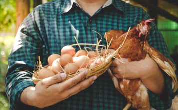 Тест: Почему ваши куры не несутся? Самые частые ошибки птицевода