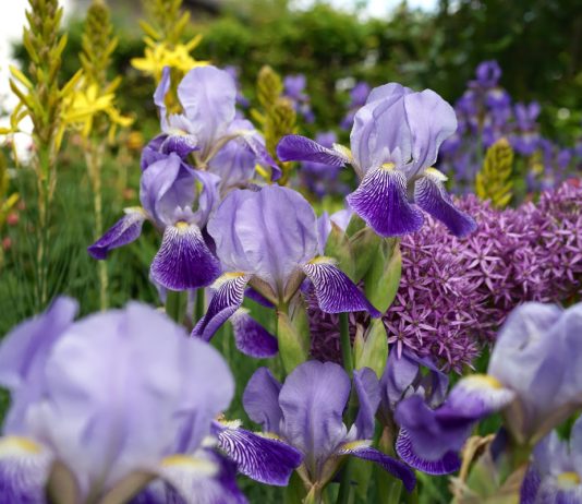 В какие цветники можно посадить ирисы — советы ландшафтного дизайнера - Цветы многолетние В какие цветники можно посадить ирисы — советы ландшафтного дизайнера.