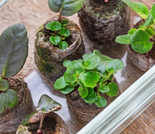 Варианты размножения сенполий — от простых до гибридных.