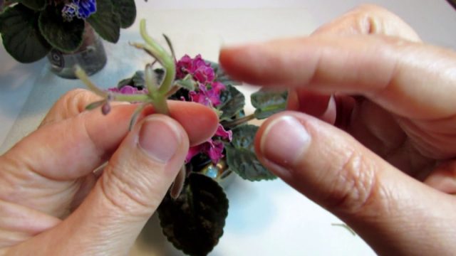 Фиалки-химеры обладают пёстроокрашенными цветками, при размножении листом не сохраняют пёструю окраску цветка. Их размножают цветоносами. Фиалки-химеры обладают пёстроокрашенными цветками, при размножении листом не сохраняют пёструю окраску цветка. Их размножают цветоносами.