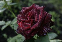 Все о черных розах: тайны, лучшие сорта и история.