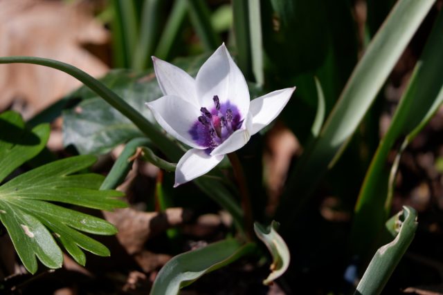 Зацветает миниатюрная "Альба Коурелеа Окулята" ('Alba Coerulea Oculata') в мае, реже в конце апреля. Зацветает миниатюрная "Альба Коурелеа Окулята" ('Alba Coerulea Oculata') в мае, реже в конце апреля.