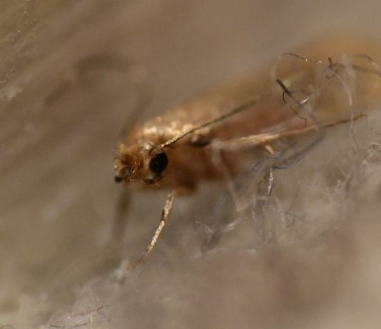 Чем обработать шубу от моли? - Животные Чем обработать шубу от моли?