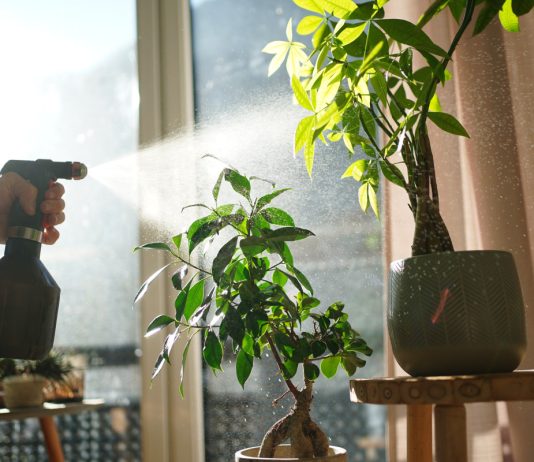 Чем так полезна янтарная кислота для комнатных растений? - Комнатные растения Чем так полезна янтарная кислота для комнатных растений?