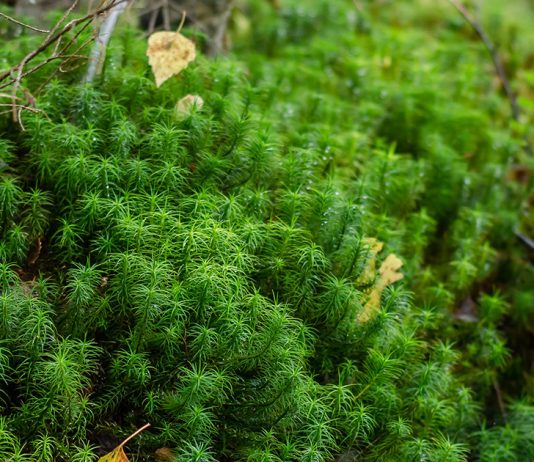 Что нужно знать о сфагнуме — помощник в комнатном цветоводстве.