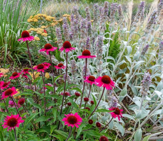 Целебный цветник: 7 полезных и красивых растений - Цветник и ландшафт Целебный цветник: 7 полезных и красивых растений.