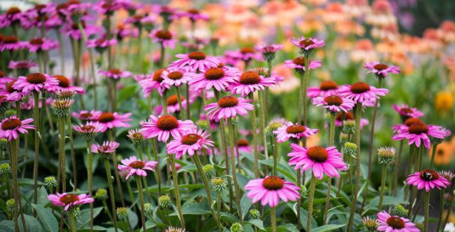 Эхинацея (Echinacea purpurea) радует дачников яркими, красивыми цветами с июля по начало сентября, великолепно смотрится на фоне злаков и декоративных кустарников. Эхинацея (Echinacea purpurea) радует дачников яркими, красивыми цветами с июля по начало сентября, великолепно смотрится на фоне злаков и декоративных кустарников.