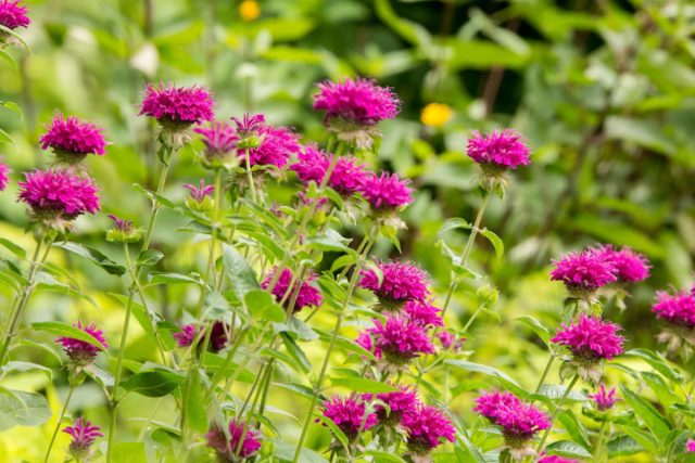 В состав монарды двойчатой (Monarda didyma) входят тимол и карвакрол. Индейцы использовали монарду при заболеваниях ротовой полости, горла, в качестве антисептического средства. В состав монарды двойчатой (Monarda didyma) входят тимол и карвакрол. Индейцы использовали монарду при заболеваниях ротовой полости, горла, в качестве антисептического средства.