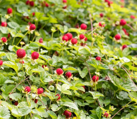 Дюшенея — земляника-обманка для рокария и приствольных кругов.