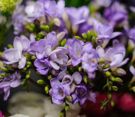 Элегантная фрезия — цветок для дома, сада и срезки.