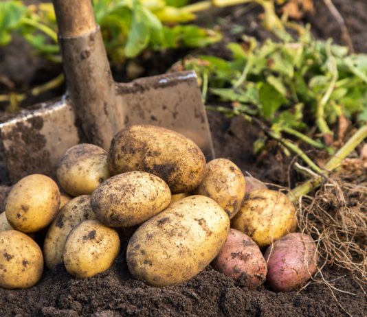 Гарантия богатого урожая картофеля — обработка клубней перед посадкой - Щелково Агрохим для дачников Гарантия богатого урожая картофеля — обработка клубней перед посадкой.