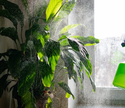 Масло нима — верный помощник комнатных цветов в борьбе с вредителями.