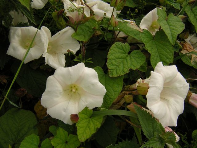 Повой лесной (Calystegia silvatica) тоже иногда называют вьюнком полевым, создавая путаницу. Хотя на большей части садоводческой России он агрессии не проявляет. Повой лесной (Calystegia silvatica) тоже иногда называют вьюнком полевым, создавая путаницу. Хотя на большей части садоводческой России он агрессии не проявляет.