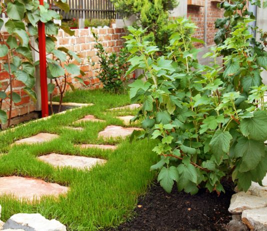 Правила выращивания идеального куста смородины: от выбора саженца и до зимовки - Ягодник Правила выращивания идеального куста смородины: от выбора саженца и до зимовки.