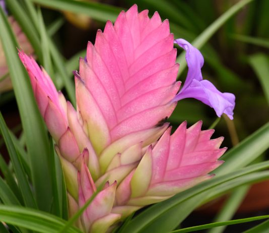 Как выращивать экзотические виды цветов дома без проблем.